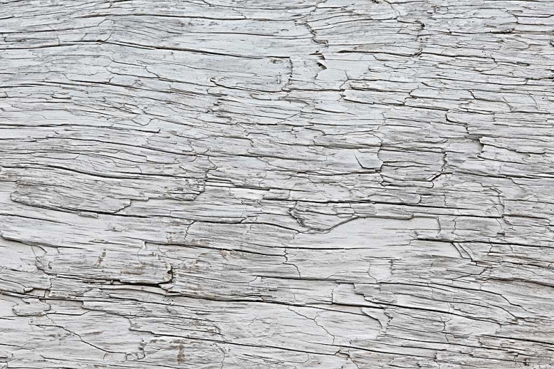 driftwood-pattern-art-embossed-_a1c0919-hallo-bay-katmai-national-park-ak