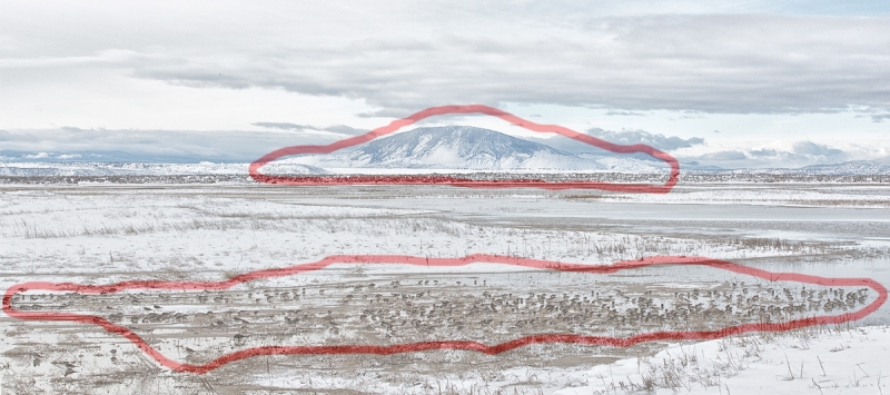 dunlin-flock-comp-diagram-2-frame-panorama-_w3c3654-lower-klamath-nwr-ca-copy