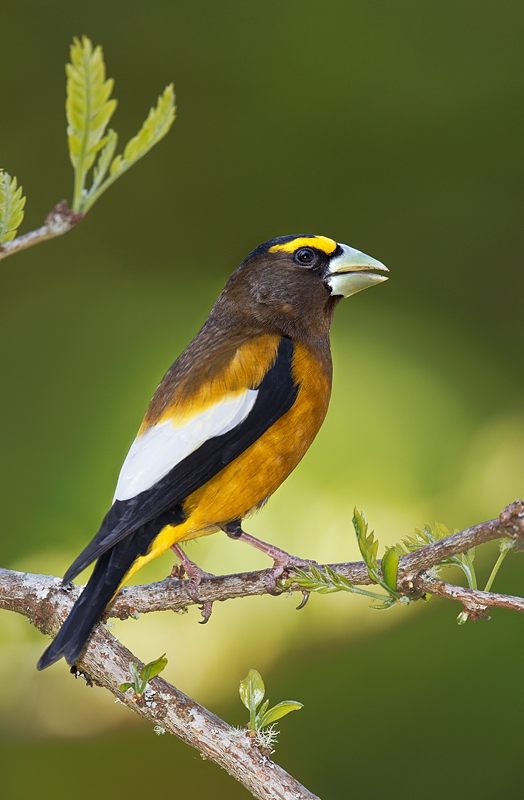 evening-grosbeak-male-_y9c4097-sherwood-or