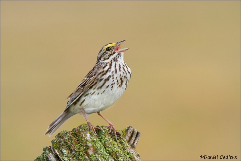 fb_savannah-sparrow_8399-1