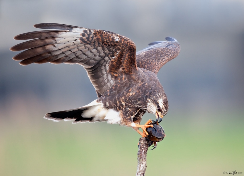 female-snail-kite