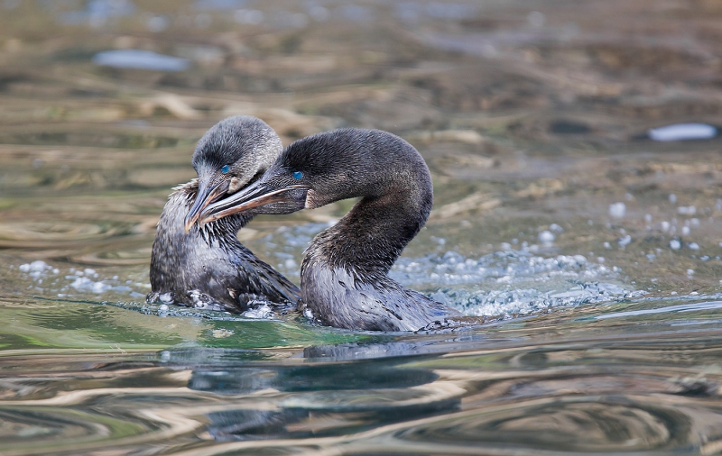flightless-cormorant-courtship-mating-dance-_w3c7379-punta-vincente-roca-isabella-galapagos