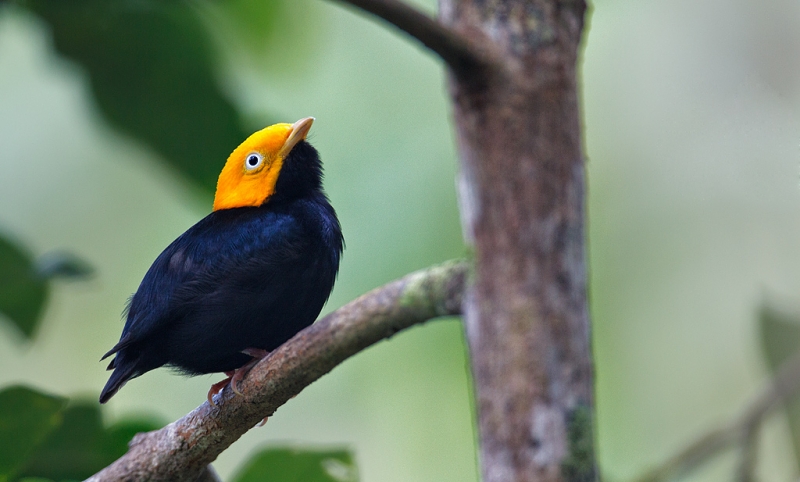 golden-headed-manakin-_w3c3662-asa-wright-nature-center-trinidad