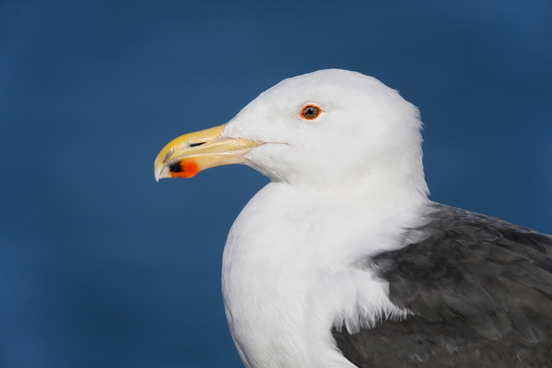 great-black-backed-gull-head-and-shoulders-in-bright-sun-_q8r0471-barnegat-jetty-nj