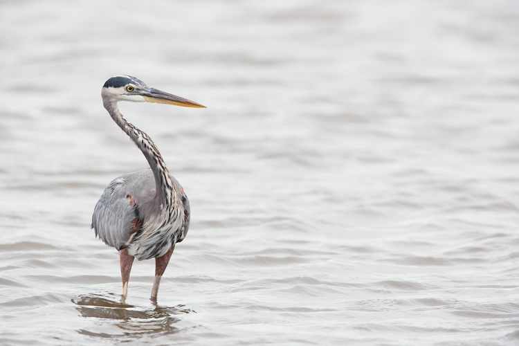 great-blue-heron-hunting-posture-_y7o2366-huntington-beach-state-park-sc