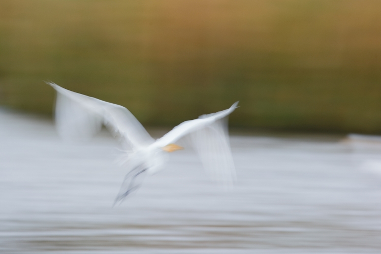 great-egret-pan-blur-_y7o2260-huntington-beach-state-park-sc