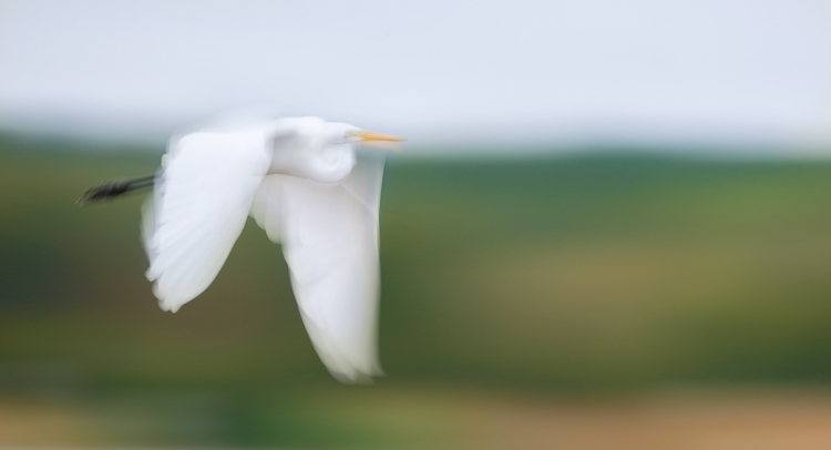 great-egret-pan-blur-with-vibrance-at-80-_y7o2247-huntington-beach-state-park-sc