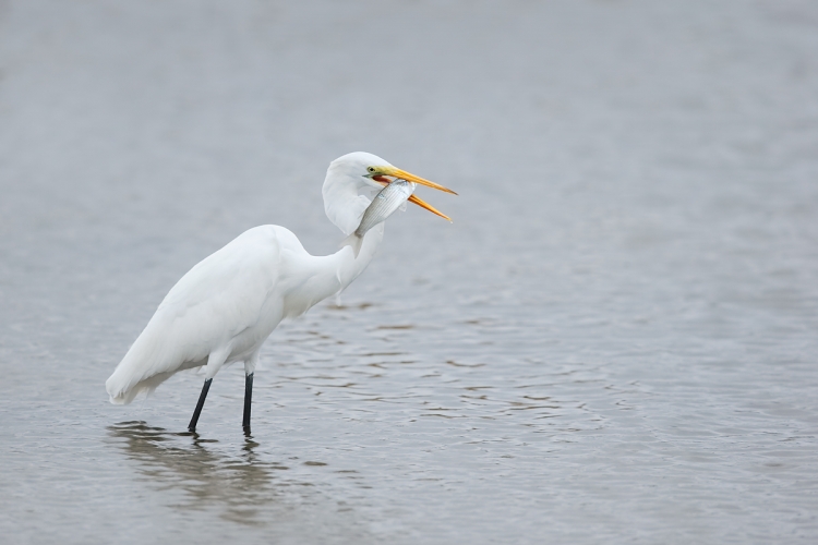 great-egret-with-mullet-_y7o2169-huntington-beach-state-park-sc