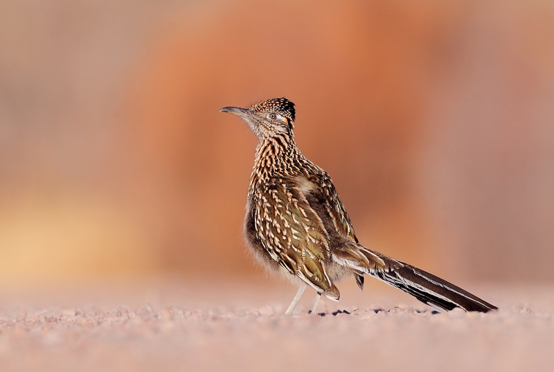 greater-roadrunner-on-road-nb-_mg_0389-socorro-nm