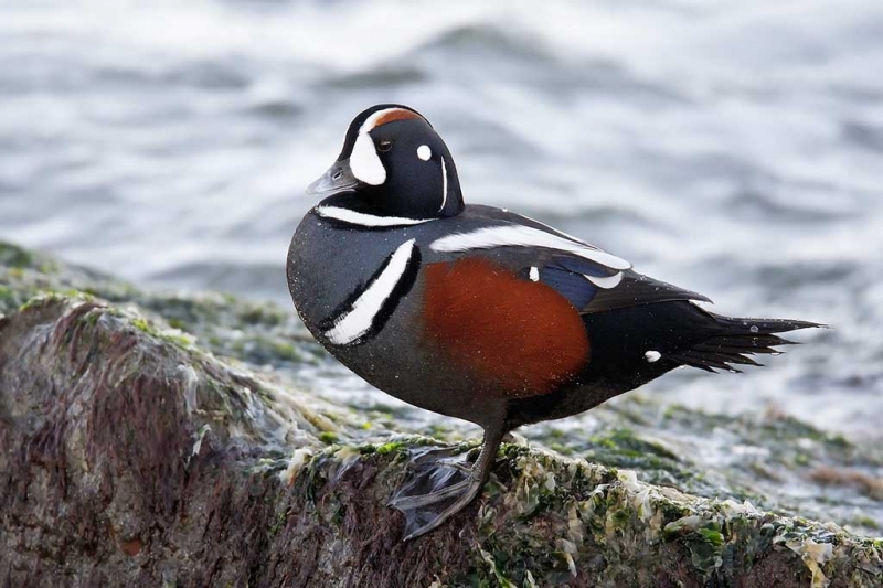 harlequin-duck-drake-dpp-9m4o9491-barnegat-inlet-nj