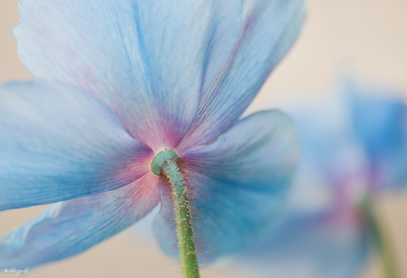 himalayan-poppy