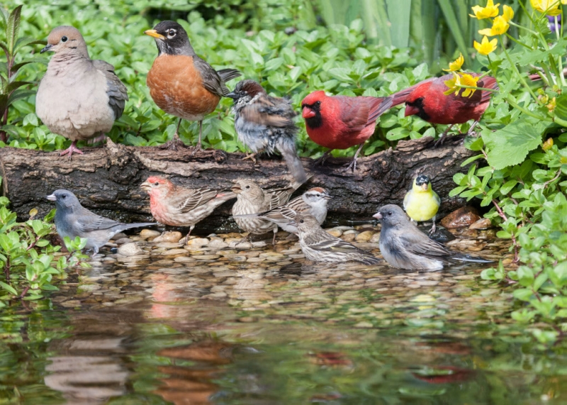 jeff-rugg-pond-bath-composite-1