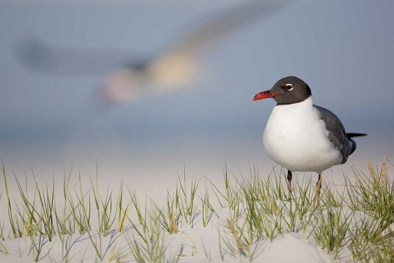 laughing-gull-on-dune-skimmer-in-flight-_e0w0062-fort-desoto-park-st-petersburg-fl