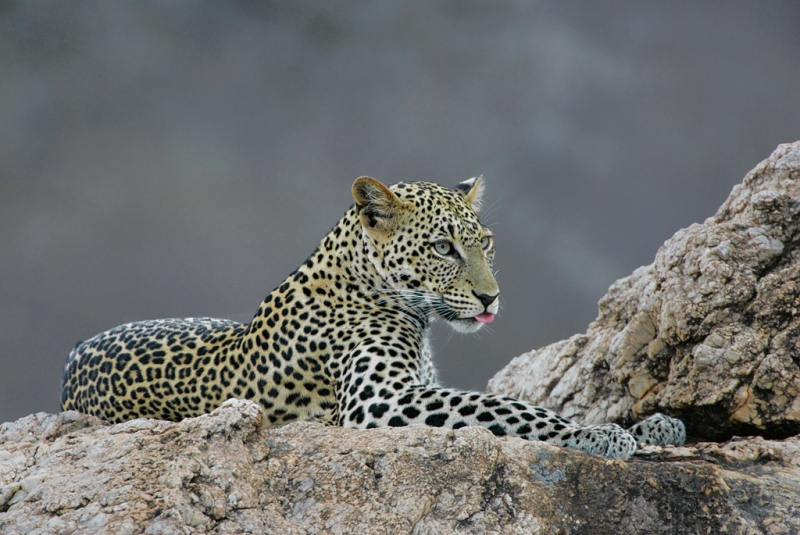leopard-on-rock-showing-tongue-_t9j0030-sambura-wr-kenya