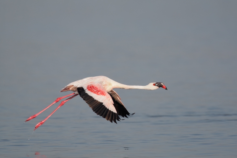 lesser-flamingo-wings-down-adult-robt_v5w0541-nakuru-national-park-kenya