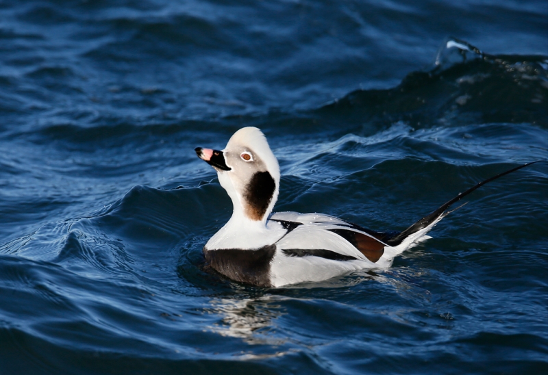 long-tailed-duck-displaying-drake-_q8r0607-barnegat-jetty-nj