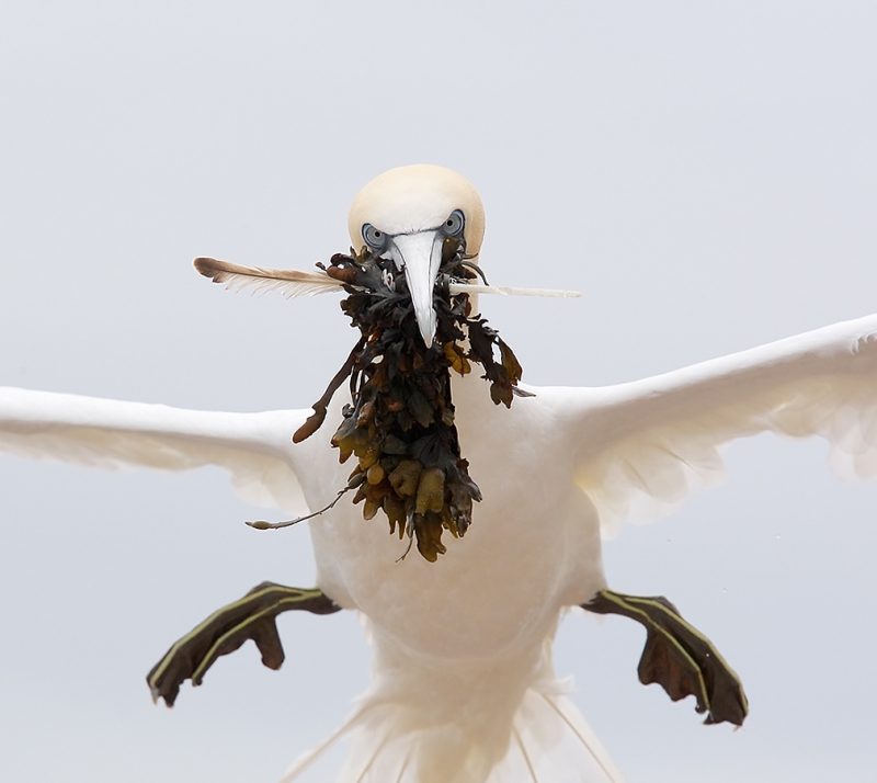 northern-gannet-sq-w-nesting-material-very-tight-_e0w2016-bonaventure-island-quebec-canada