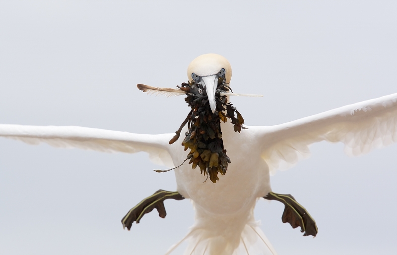 northern-gannet-w-nesting-material-very-tight-_e0w2016-bonaventure-island-quebec-canada