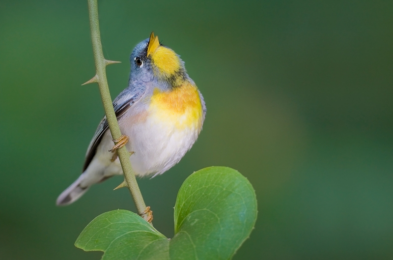 northern-parula-bok-singing-bill-tip-and-neck-replaced-_10j4562-dauphin-island-al-copy