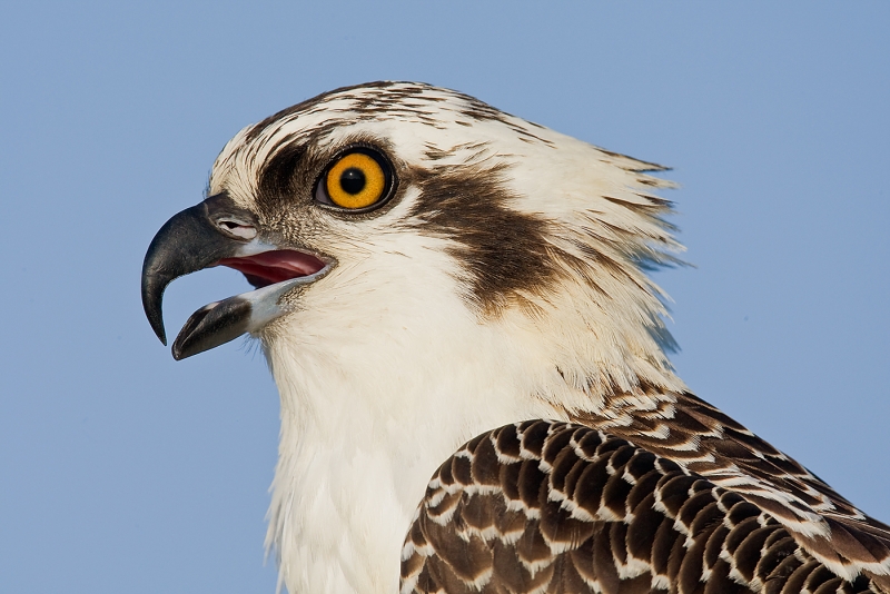 osprey-juvenile-head-w-bill-open-_10j1537-indian-lake-estates-fl