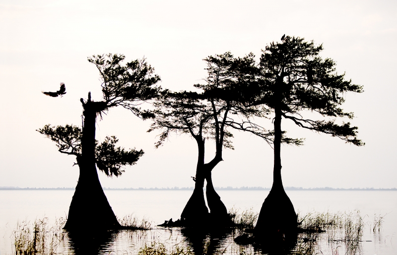 osprey-nest-cyrpess-trees-vl8u7791-lake-blue-cypress-indian-river-county-fl