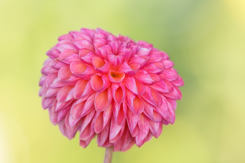 pink-dahlia-_a1c7699-swan-island-dahlia-farm-canby-or