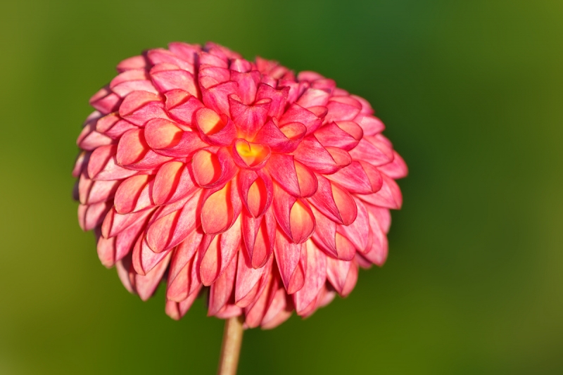 pink-dahlia-in-sun-_a1c7700-swan-island-dahlia-farm-canby-or