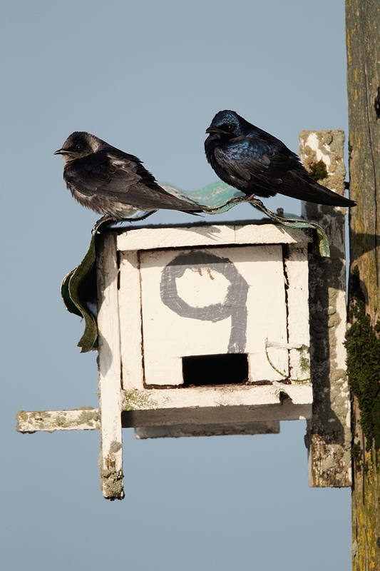 purple-martin-dilapidated-metal-house-_y9c3523-bay-city-or