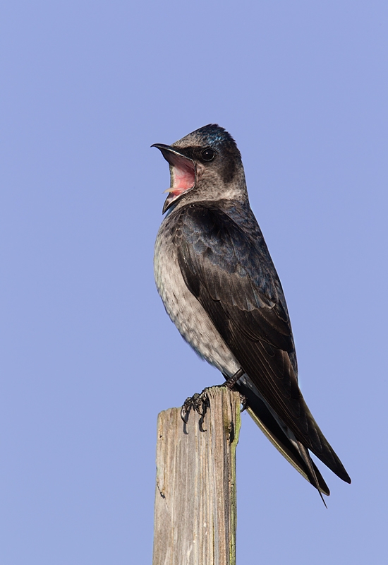 purple-martin-female-calling-_y9c4230-bay-city-or