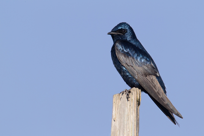 purple-marting-male-on-pilings-cyan-sky-cast-removed-_y9c4253-bay-city-or