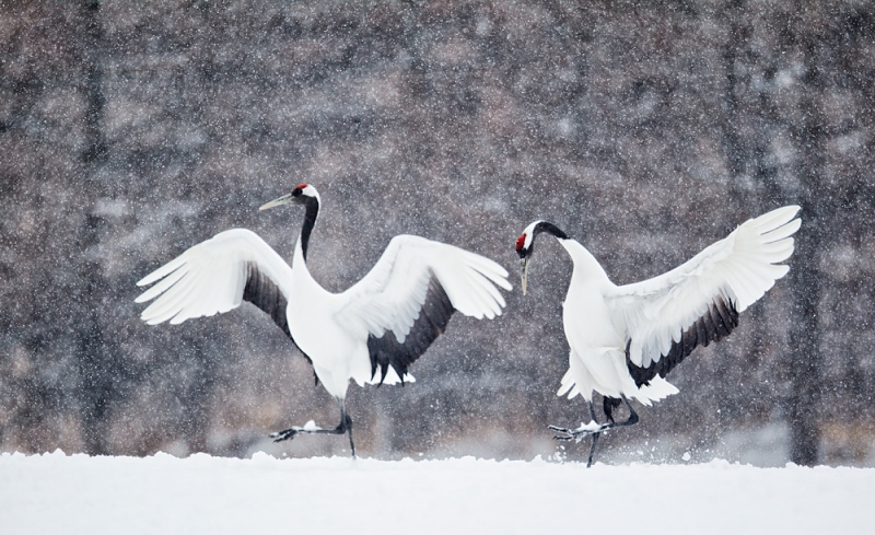 red-crowned-crane-coursthip-display-_90z9943-tsurui-itoh-sanctuary-hokkaido-japan