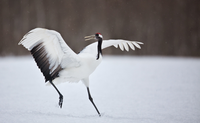 red-crowned-crane-running-w-wings-raised-_mg_3392-akan-crane-center-hokkaido-japan_0