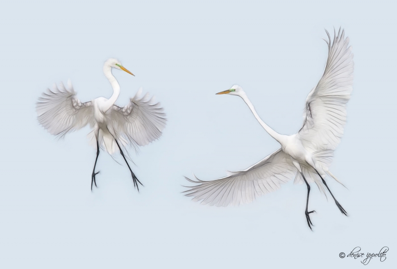 rookery-island-387_0_0