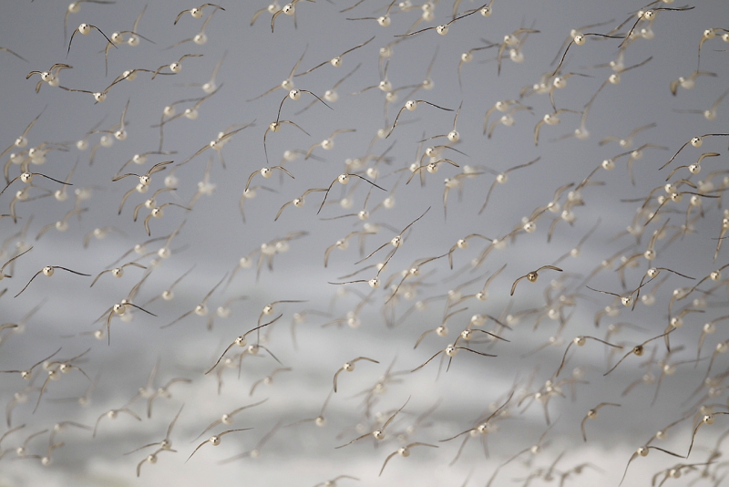 sanderling-flock-incoming-w-1-dunlin-1-peep-_b8a2624-cupsogue-beach-long-island-ny