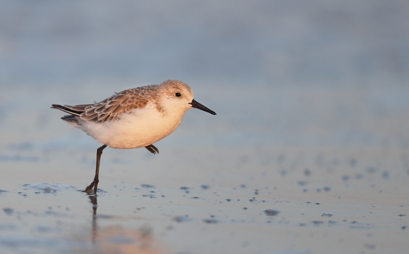 sanderling-winter-plumage-adult-running-_q8r5721-nickerson-beach-long-island-ny