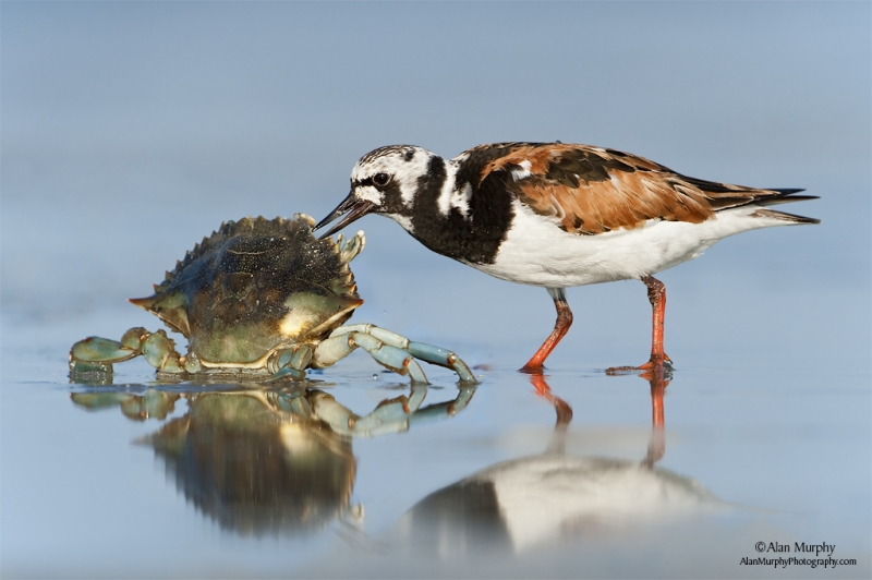 shorebirds-image-23