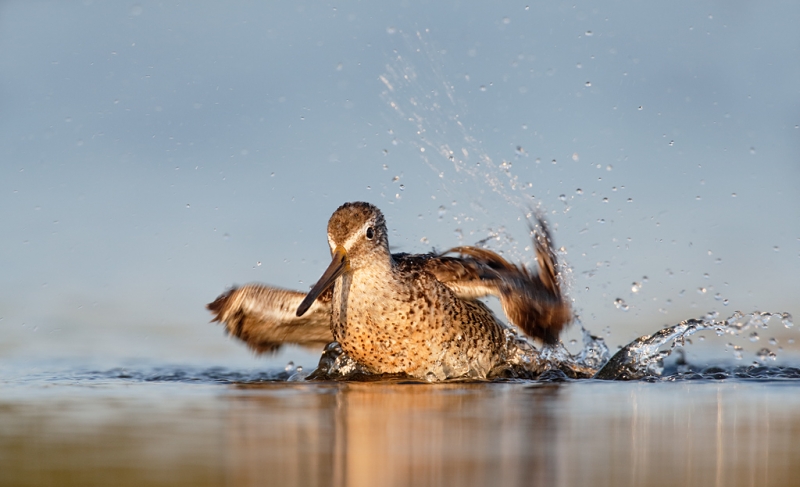 short-billed-dowitcher-bathing-_q8r0525-east-pond-jamaica-bay-wildlife-refuge-queens-ny