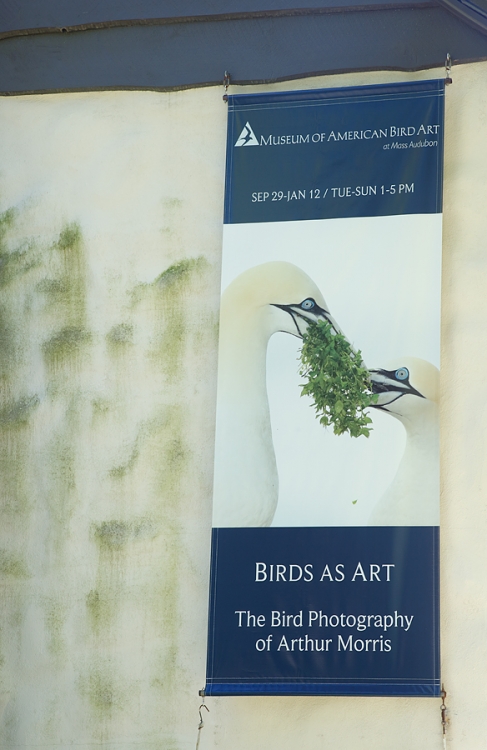 sign-_a1c1775-museum-of-american-bird-art-at-mass-audubon-canton-ma