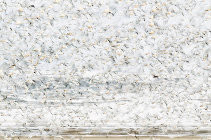 snow-geese-with-several-white-fronted-geese-blur-_w3c3240-lower-klamath-nwr-ca