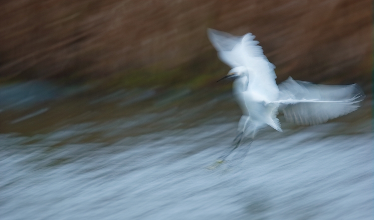 snowy-egreat-pan-blur-_y7o2149-huntington-beach-state-park-sc