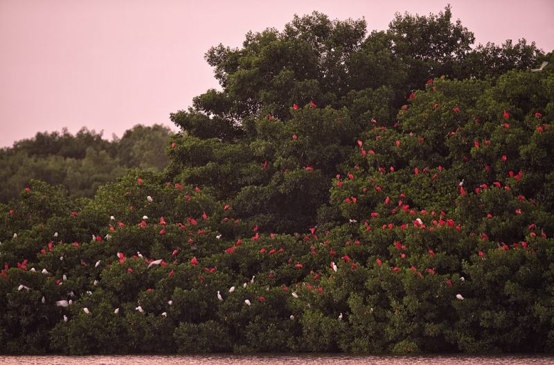 sscarlet-ibis-roost-_a1c7547-trinidad_0