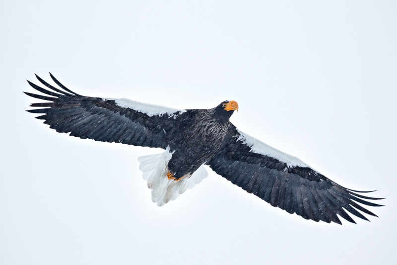 stellers-sea-eagle-in-flight-in-snow-_90z5286-rausu-hokkaido-japan