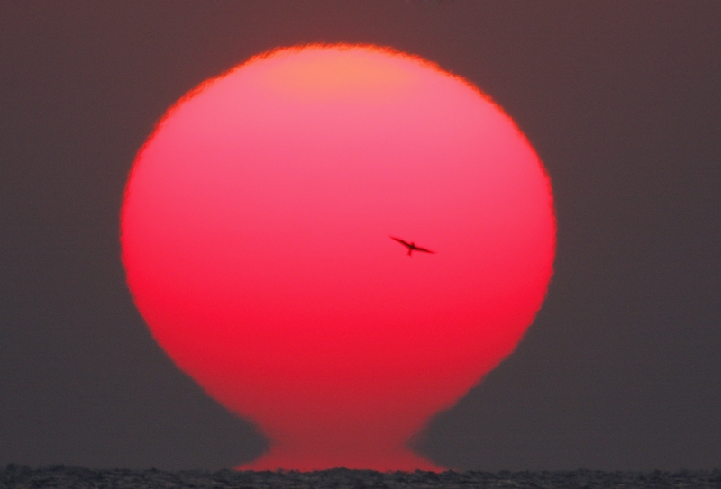 sun-at-sunrise-w-tern-silh-_mg_0496-little-st-simons-island-gac