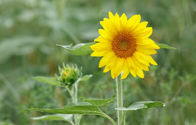 sunflower-_a1c6710-newton-nj