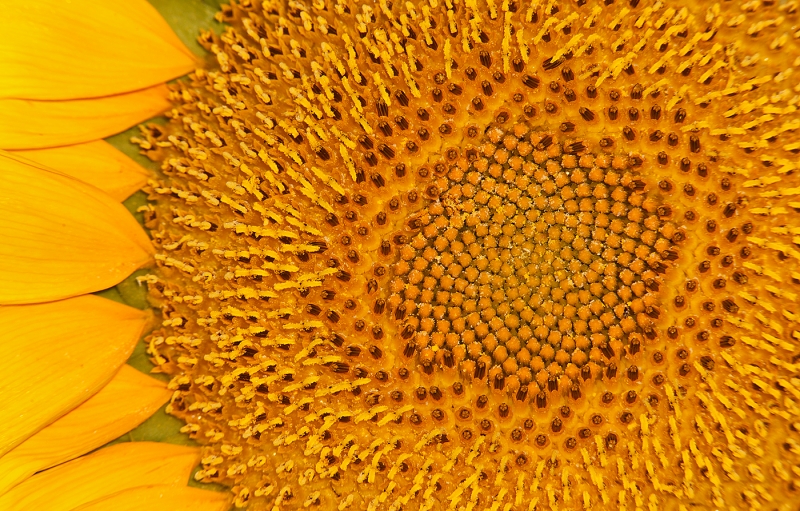 sunflower-culivated-large-_w3c7475-starr-county-tx_0