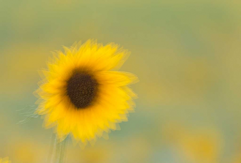 sunflower-mulitple-exposure-defocused-image-at-the-end-_a1c6773-newton-nj