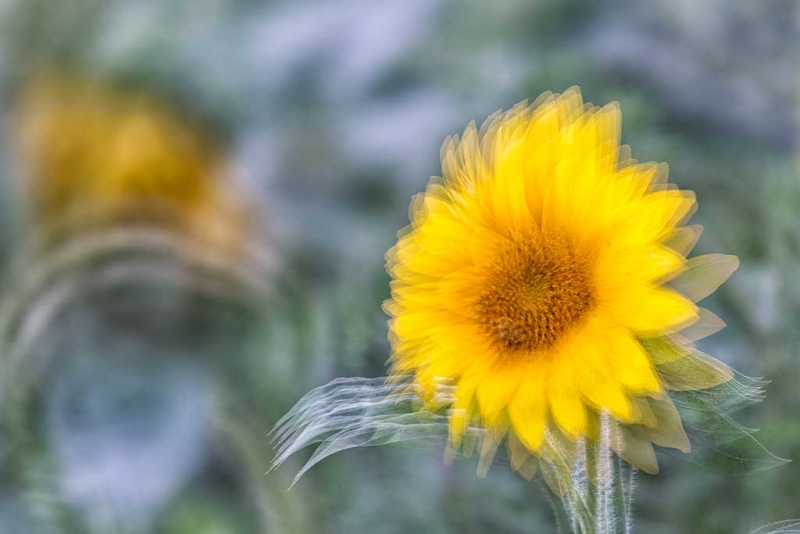 sunflower-multi-exposure-_a1c6783-newton-nj