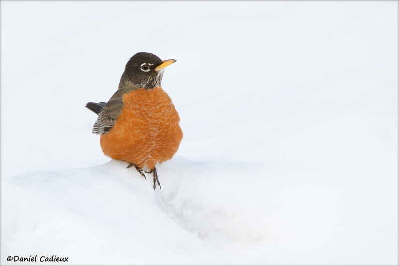 tn_american-robin_9493-1