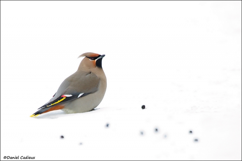 tn_bohemian-waxwing_9652-1