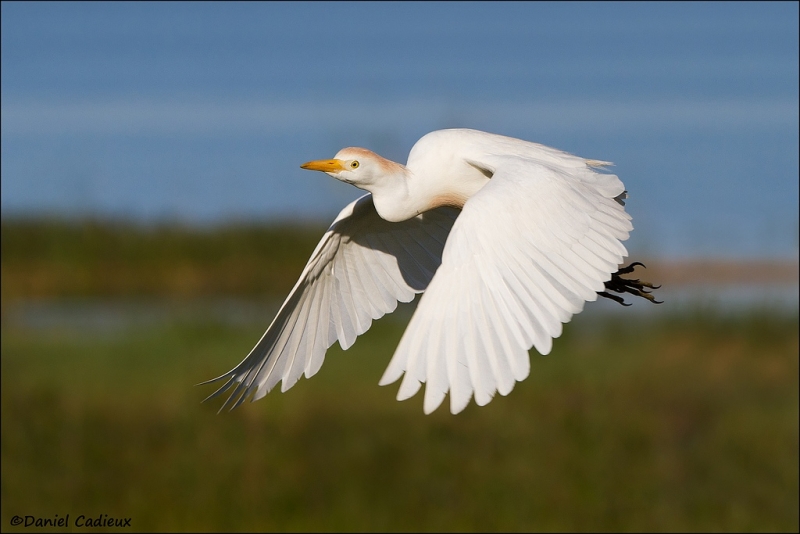 tn_cattle-egret_5717-1